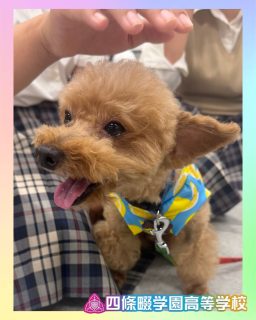 ドッグトレーナーお仕事体験🐶✨
可愛くて賢いワンちゃんに癒されました💗

本校ホームページはコチラから↓
@sghs_insta

Colors Dogさんはコチラから↓
@colorsdog_for_life 

#四條畷学園高校　
#ナワガク　
#私立
#大阪の人気私立高校
#青春しようぜ
